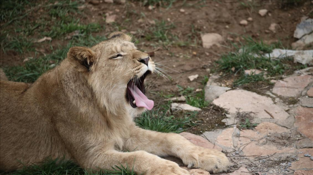 Fatma Şahin, Cumhurbaşkanı Erdoğan'a hediye edilen aslanların son durumunu paylaştı