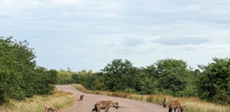 Kruger Ulusal Parkı'nda Aslanlar ve Sırtlanlar Arasındaki Hayatta Kalma Mücadelesi