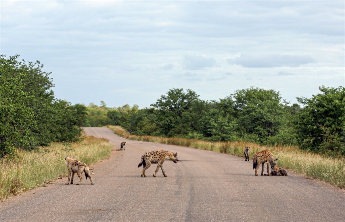 Kruger Ulusal Parkı'nda Aslanlar ve Sırtlanlar Arasındaki Hayatta Kalma Mücadelesi