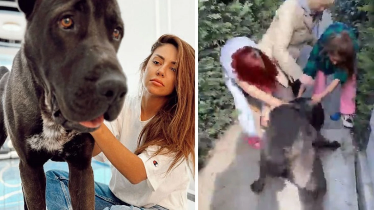 Köpeği, başka bir köpeği öldüren Banu Parlak'tan açıklama: Oyun oynamak için yanına gitti