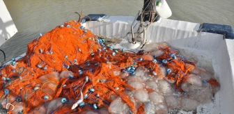 Silifke'de Balıkçıları Zor Durumda Bırakan Göçmen Denizanaları