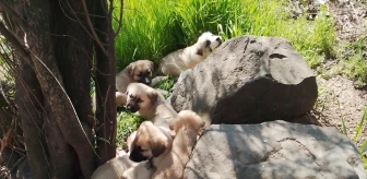 Keşan'da çuvallara konulmuş 14 köpek yavrusu kurtarıldı