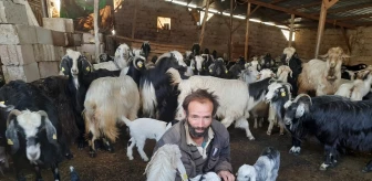 Konya'da hayvan dolandırıcıları yakalandı