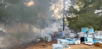 Muğla'da orman yangınında arı kovanları zarar gördü