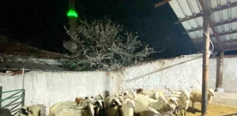 Konya'da Küçükbaş Hayvan Hırsızlığı Operasyonu: 30 Koyun Ele Geçirildi