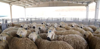Çankırı'da 'Koyun ve Keçilerde Verimliliği Artırma Projesi' kapsamında 216 adet koç dağıtıldı