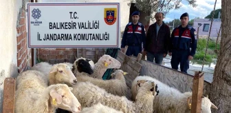 Balıkesir'de Dolandırıcılar İleri Tarihli EFT İle Koyun Satın Aldı, Jandarma Yakaladı
