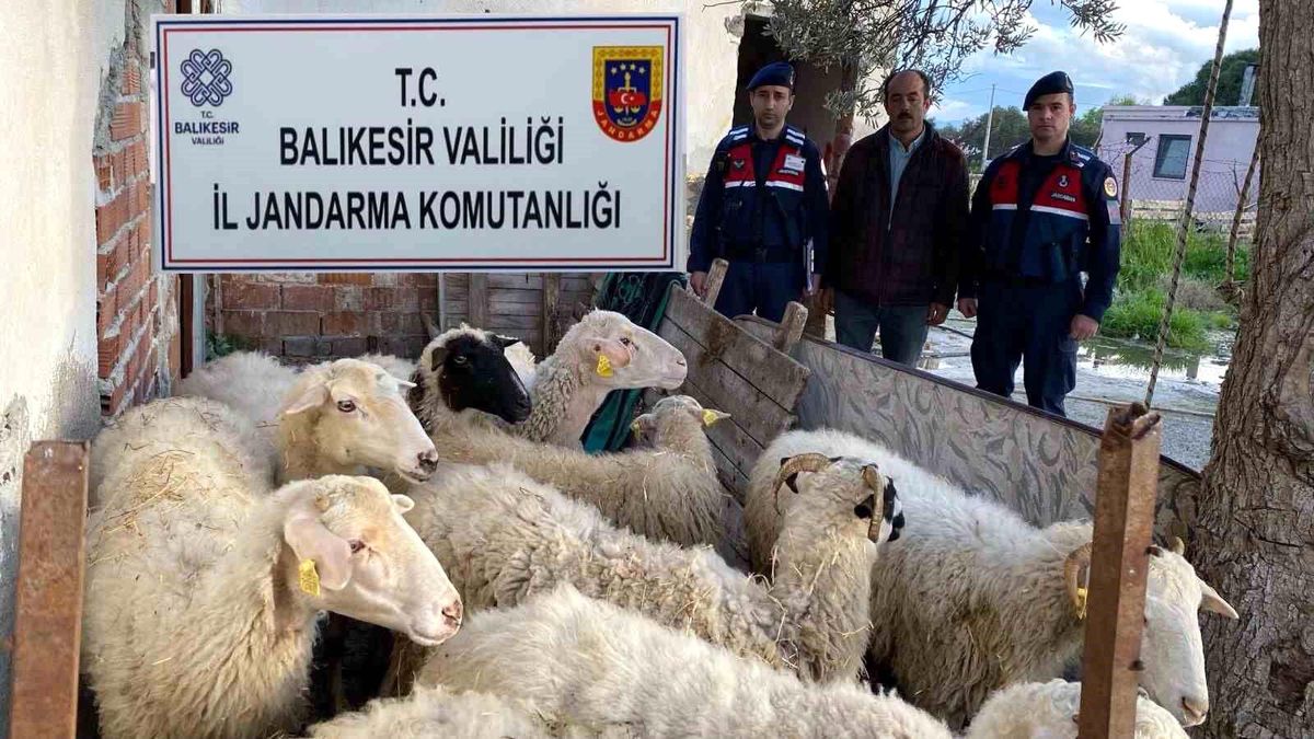 Balıkesir'de Dolandırıcılar İleri Tarihli EFT İle Koyun Satın Aldı, Jandarma Yakaladı