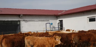 Tokat'ta İthal Sığırlar İçin Danışmanlık Hizmeti Veriliyor