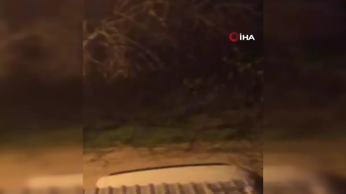 Bursa'da aç kalan domuz sürüsü şehir merkezine indi