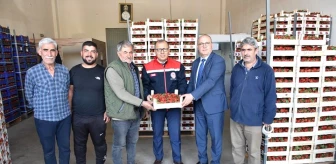 Aydın'da Çilek Üretimi ve İhracatı Artıyor