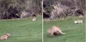Amerika'da golf sahasına giren vahşi bir vaşak, yakaladığı tavşanı parçaladı