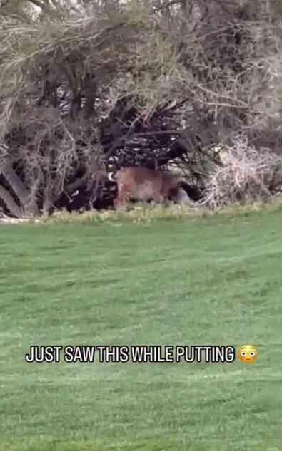 Amerika'da gol sahasına giren vahşi bir vaşak, yakaladığı tavşanı parçaladı Amerika'da gol sahasına giren vahşi bir vaşak, yakaladığı tavşanı parçaladı