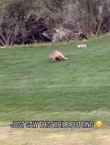 Amerika'da gol sahasına giren vahşi bir vaşak, yakaladığı tavşanı parçaladı Amerika'da gol sahasına giren vahşi bir vaşak, yakaladığı tavşanı parçaladı