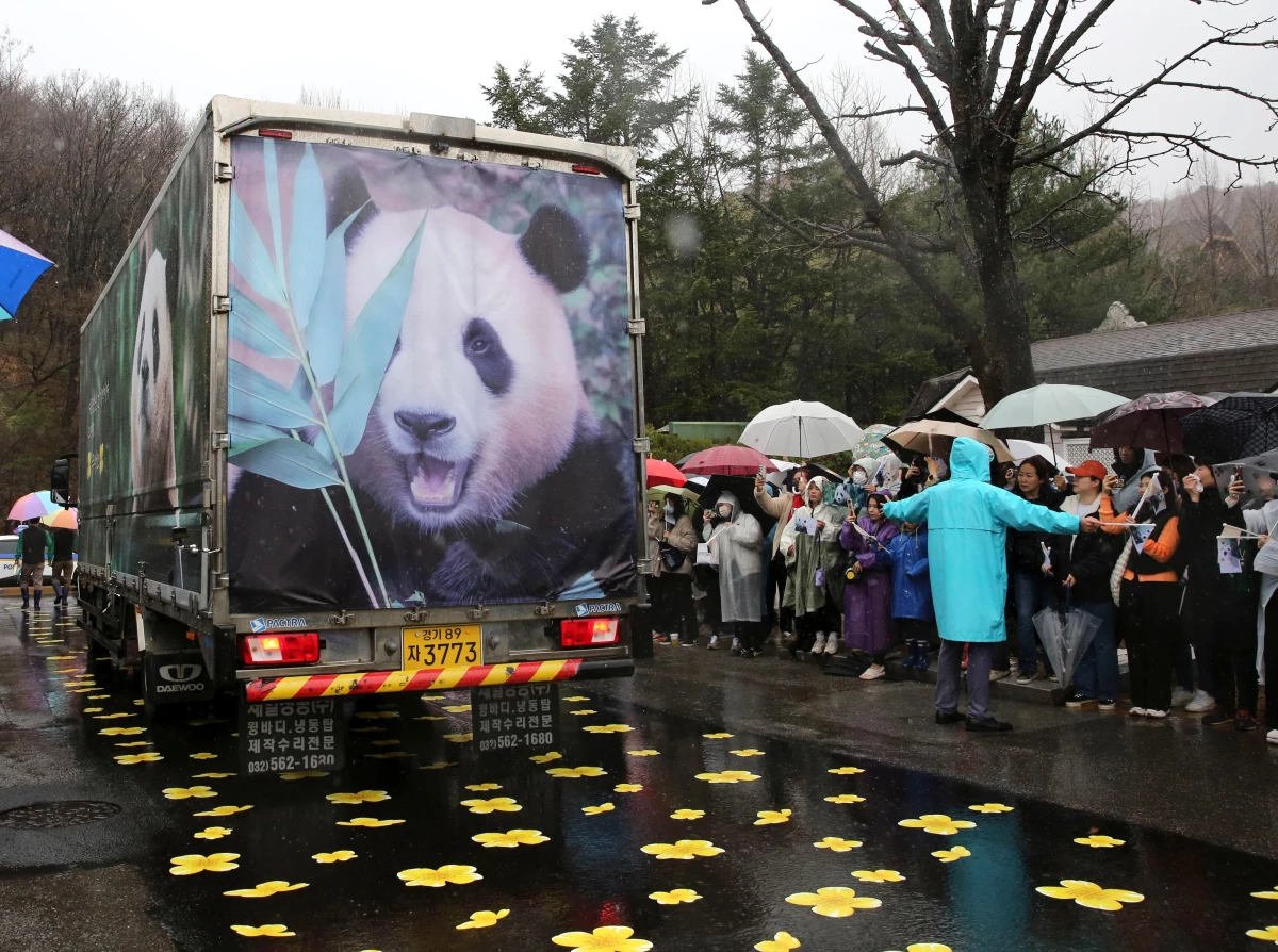 Gney Kore'de doan ilk dev panda Fu Boa in'e uurland