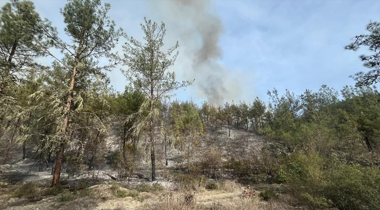 Sinop'un Boyabat ilçesinde orman yangını: 5 hektarlık alan zarar gördü