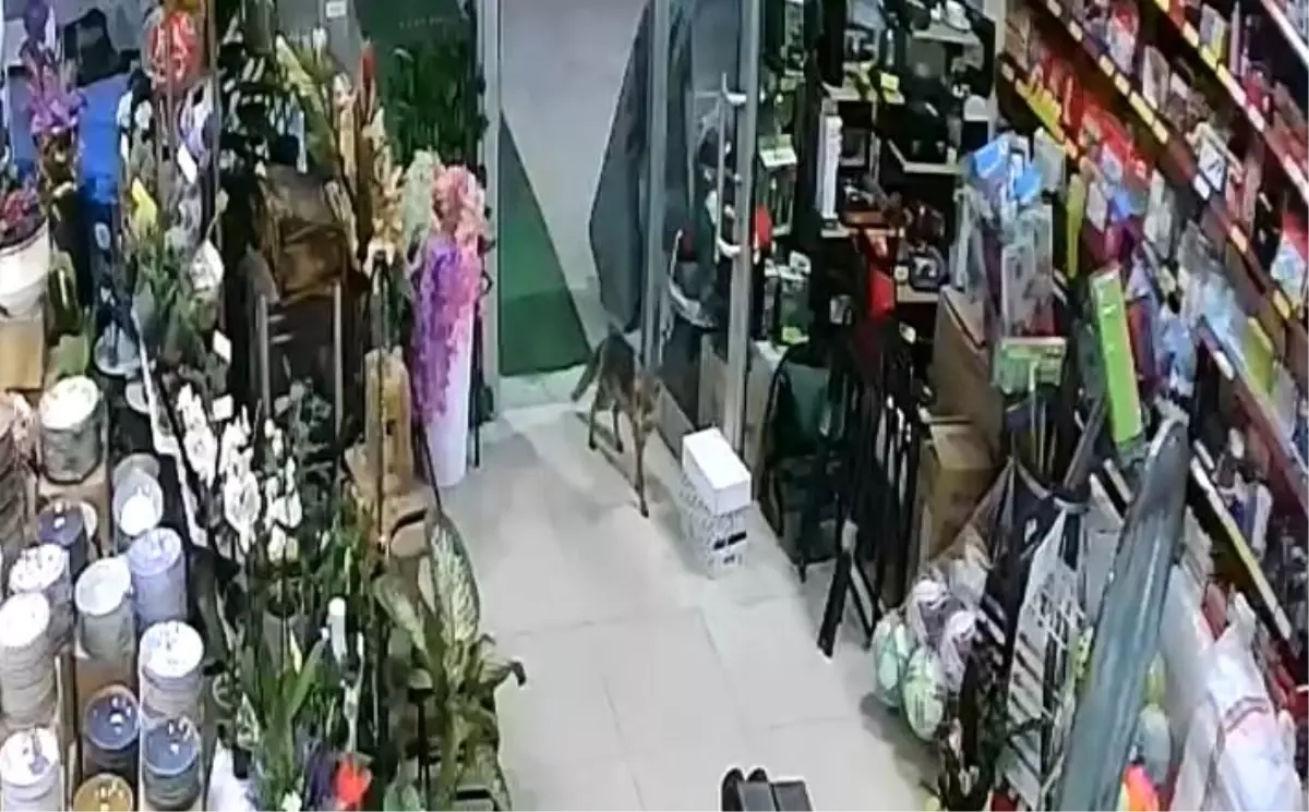 Düzce'de Aç Kalan Tilki Dükkana Girdi