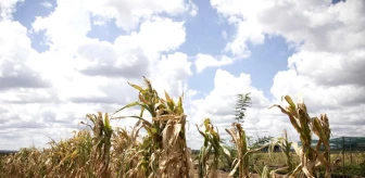 Zimbabve Devlet Başkanı El Nino kaynaklı kuraklık nedeniyle afet durumu ilan etti