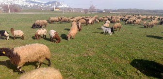 Bitlis'te Kışın Sonu: Hayvanlar Yeşile Bürünen Meralara Çıktı