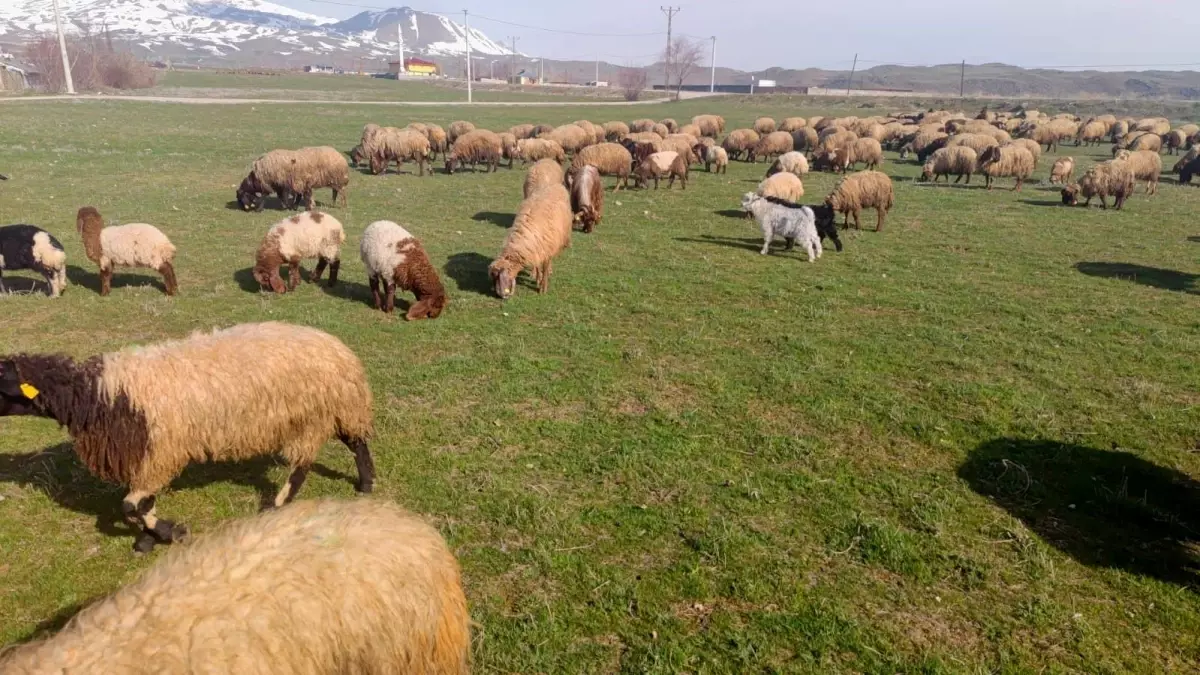 Bitlis'te Kışın Sonu: Hayvanlar Yeşile Bürünen Meralara Çıktı