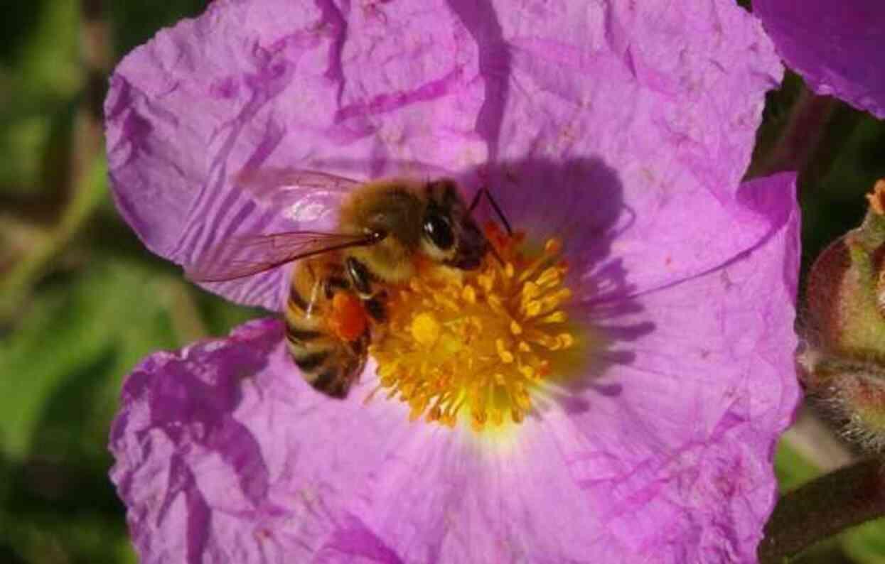 Kilosu bin TL! Arı poleninde hasat başladı Kilosu bin TL! Arı poleninde hasat başladı