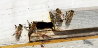 Bal arıları sürdürülebilir tarımda önemli rol oynuyor