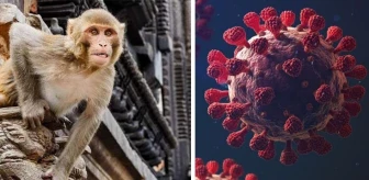 Vahşi maymun saldırısına uğrayan kişi ölümcül 'Monkey B' virüsüne yakalandı