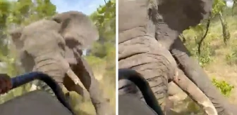 Zambiya'da safariye çıkan turistlere fil saldırdı: 80 yaşındaki kadın hayatını kaybetti