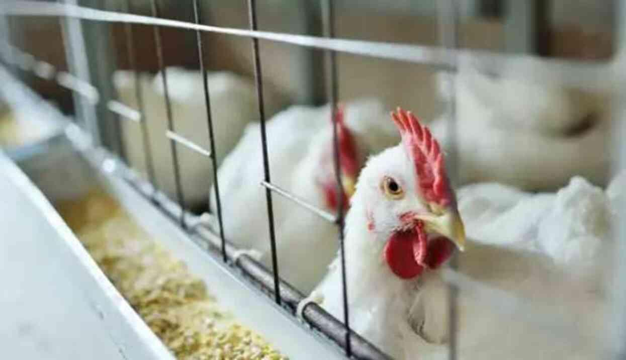 KUŞ GRİBİ BELİRTİLERİ NELER? Kuş gribi alarmı veriliyor! Kuş gribi nedir?