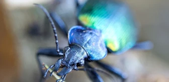Gaziantep Orman İşletme Müdürlüğü'nden Biyolojik Mücadele: 20 Bin Terminatör Böcek Üretildi