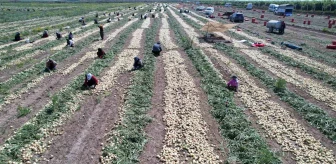 Adana'da Turfanda Soğan Hasadı Başladı