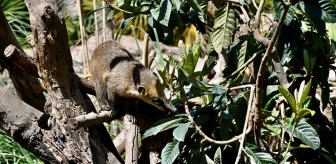 Kocaeli'deki Faruk Yalçın Hayvanat Bahçesi Bayramda Özel Etkinliklerle Ziyaretçilerini Ağırlıyor