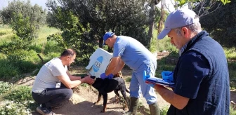 Kuyucak İlçe Tarım ve Orman Müdürlüğü Sokak Hayvanlarına Kuduz Aşısı Uyguladı