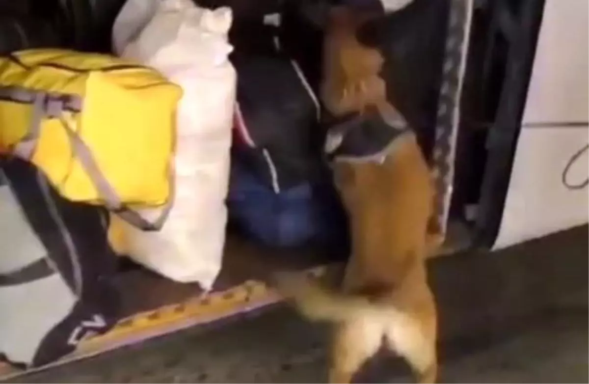 Malatya'da bir yolcu otobüsünde 29 kilo 860 gram skunk ele geçirildi