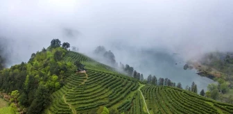 Çin'in Jinhua şehrindeki Lutian köyünde Juyan çayı hasat edilmeye başlandı