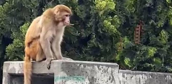 İstanbul'da firari maymun görenleri şaşkına çevirdi