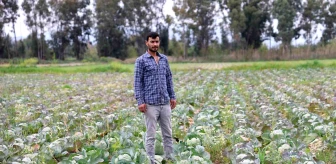 Adana'da üretici, ihracat için ektiği lahana tarlada kalınca ücretsiz dağıttı