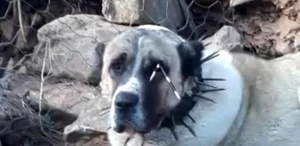Nesli Tehlike Altındaki Oklu Kirpi Köpeklere Saldırdı