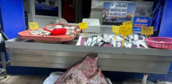 Sinop Açıklarında 11,5 Kilogramlık Dev Kalkan Balığı Satışa Sunuldu