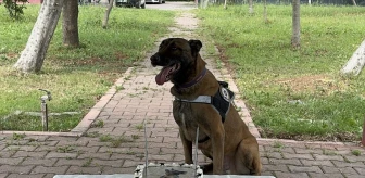 Adana'da Narkotik Dedektör Köpeği Hulk'un Doğum Günü Kutlaması