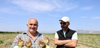 Adana'da Üretici Soğan Ekimiyle Yüksek Verim Elde Etti
