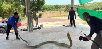 Tayland'da Garajda Devasa Kral Kobra Bulundu