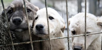 Ankara'da 180 köpeğe bakan kadına 1.7 milyon lira ceza