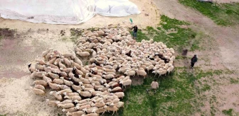 Yozgat'ta Köy Hayatı ve Hayvancılık Projesiyle Hayvan Sayısı Artıyor