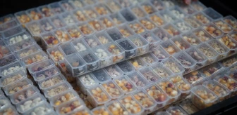 Rize'de üreticilere ücretsiz ata tohumu dağıtıldı