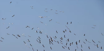 Tekirdağ'da pelikanlar göç ederken görüntülendi