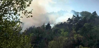 Bursa'da Ormanlık Alanda Yangın Çıktı