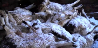 Moğolistan'da Sert Kış Koşulları ve Hayvan Ölümleri
