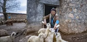 Tunceli'de Köylüler Oğlak ve Kuzuları Anneleriyle Buluşturuyor