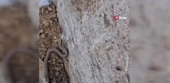 Elazığ'da zehirli kocabaş yılanı görüntülendi